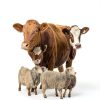 Levamisole Hydrochloride Drench Powder Livestock Health-1