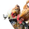 Roostys Liquid Chicken Elixir Natural Poultry Health-1